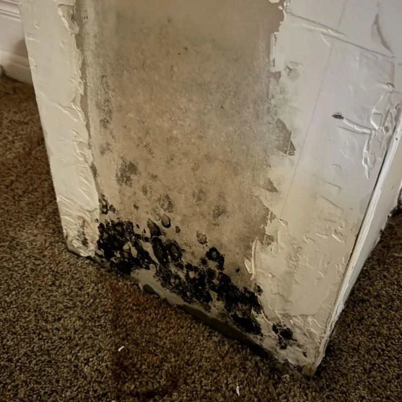 Professional Mold Removal in Abingdon, VA